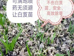 云南重樓/白芨/附子基地專用除草劑_除草劑中藥材基地專用圖3