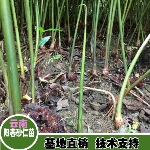 2017砂仁的種植技術包技術*砂仁種植基地