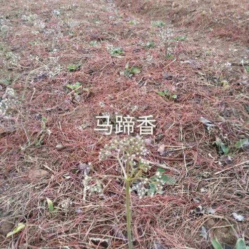 什么是蜘蛛香_呈什么樣,適合種植條件區(qū)域