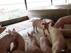 目前豬肉價格如何_豬肉全新行情走勢預測圖2