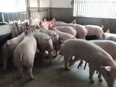 目前豬肉價格如何_豬肉全新行情走勢預測圖3