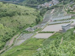 2021年云南草魚魚苗價格多少錢？養草魚賺錢嗎？圖2