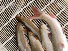 2021年云南草魚魚苗價格多少錢？養草魚賺錢嗎？圖3