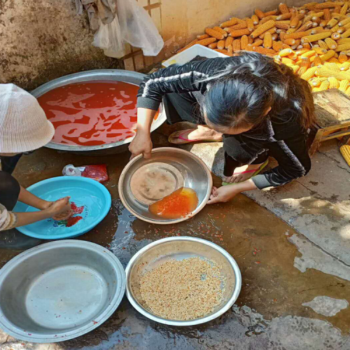 云南重樓種子基地_云南重樓種子價格_云南寧蒗縣重樓種子