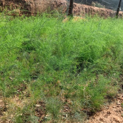 天冬種植一畝可以賺多少錢