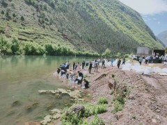 軟鰭新光唇魚 俗稱豹子魚、花魚圖3