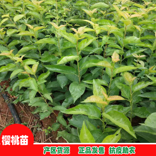 櫻桃樹苗種植技術_櫻桃樹苗哪里能買到?