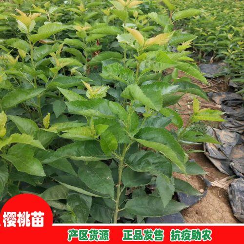 大棚櫻桃_種植櫻桃的要點