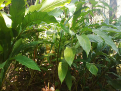 草果種植基地什么時(shí)候除草好?圖3