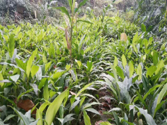 林下生態草果種植尋戰略合作伙伴圖3