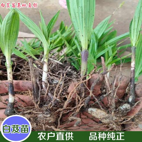 昆明白芨苗-紫花三叉白芨種苗—云南優質白芨苗供應