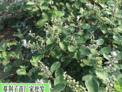 吳茱萸樹苗多少錢一棵(價格表)圖3