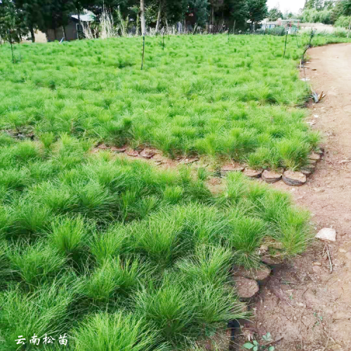 邵陽云南松苗基地 邯鄲鄭州云南松苗基地