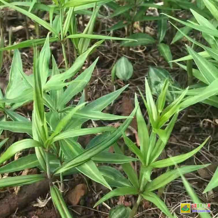 六盤水云南紅花滇黃精種苗種植前景 黃精小苗價格 西昌黃精苗價格