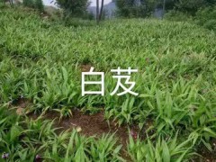 2021年白芨新價格，行情，多少錢一斤圖2