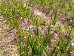 2021年白芨新價格，行情，多少錢一斤圖3