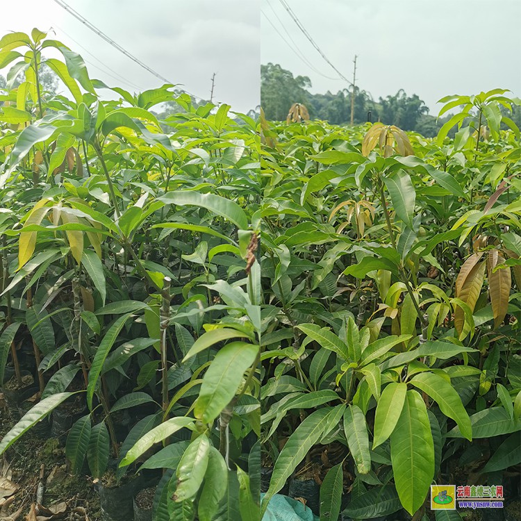 上海臺農(nóng)芒果苗 購金煌芒果苗 芒果水果批發(fā)