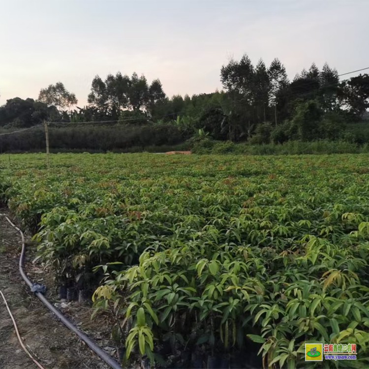 上海臺農(nóng)芒果苗 購金煌芒果苗 芒果水果批發(fā)