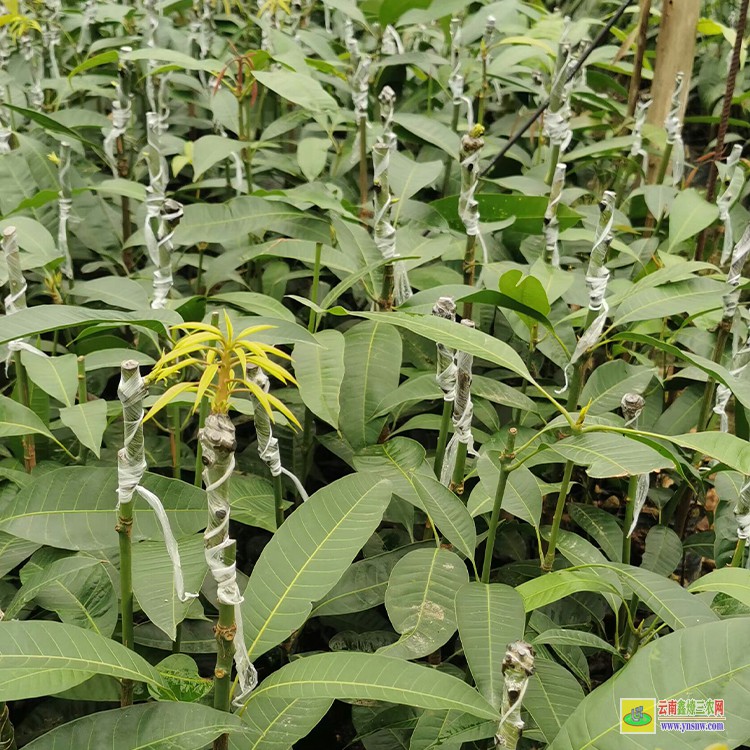 廣西芒果苗 云南芒果價格表 云南甜芒果苗