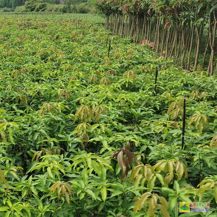 重慶盆栽芒果苗 金煌芒果苗價格 芒果水果批發