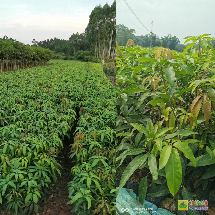 重慶盆栽芒果苗 金煌芒果苗價格 芒果水果批發