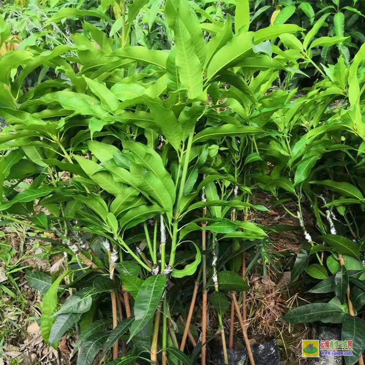 紅河廣西芒果苗 芒果種植批發市場 批發水果芒果