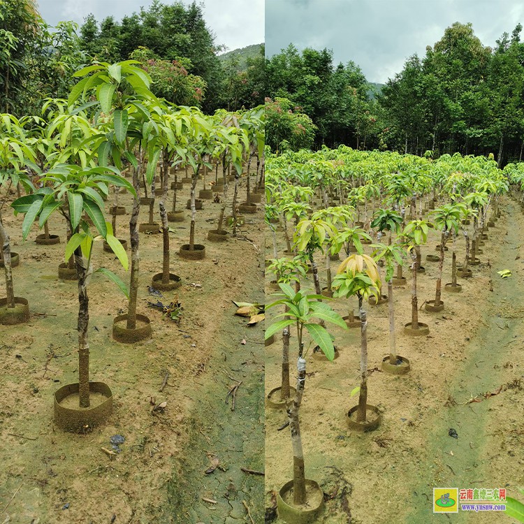 河南芒果苗 云南芒果水果批發市場 海南三亞芒果批發市場