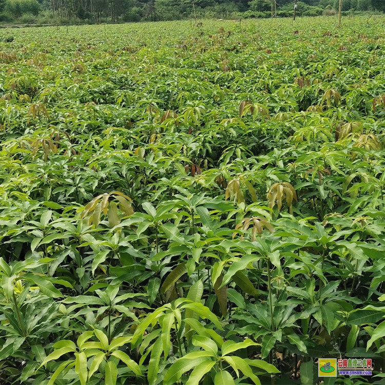 德宏品種芒果苗 金煌芒果苗批發 芒果水果批發