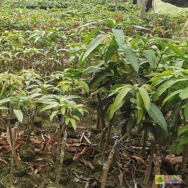 玉溪芒果苗價格 云南玉溪芒果批發(fā)市場- 田陽芒果批發(fā)市場