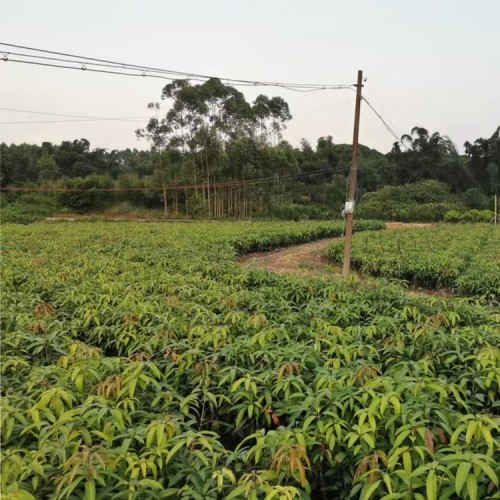 德宏臺農(nóng)芒果苗 玉溪水果批發(fā)市場 云南甜芒果苗