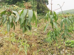 福建芒果苗圖片 金煌芒果苗 芒果批發水果圖3