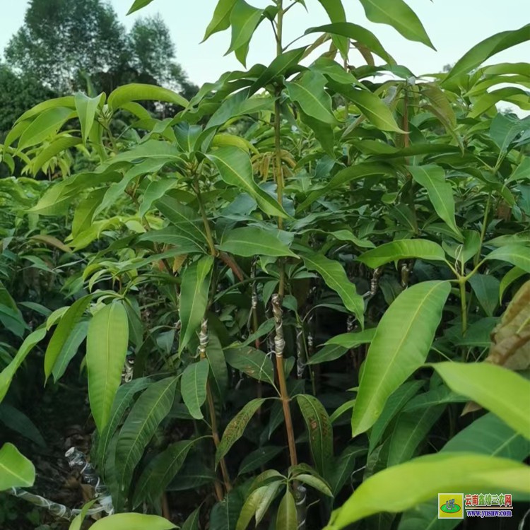 廣東晚熟芒果苗價格 云南省水果批發市場 批發水果芒果