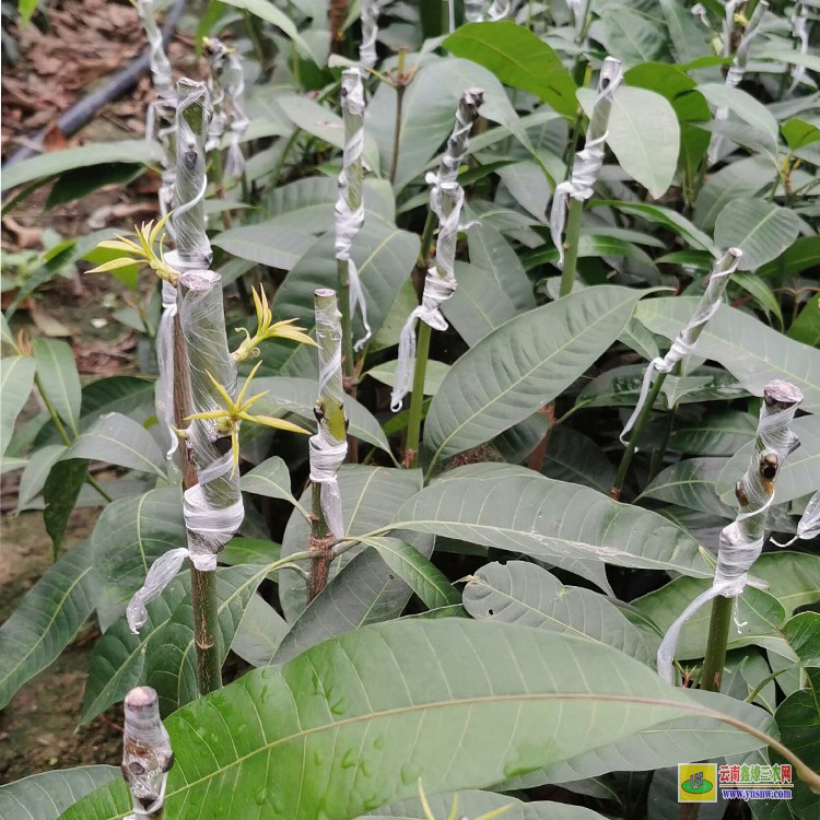 上海采購芒果苗 云南文山馬關芒果批發市場 芒果水果批發