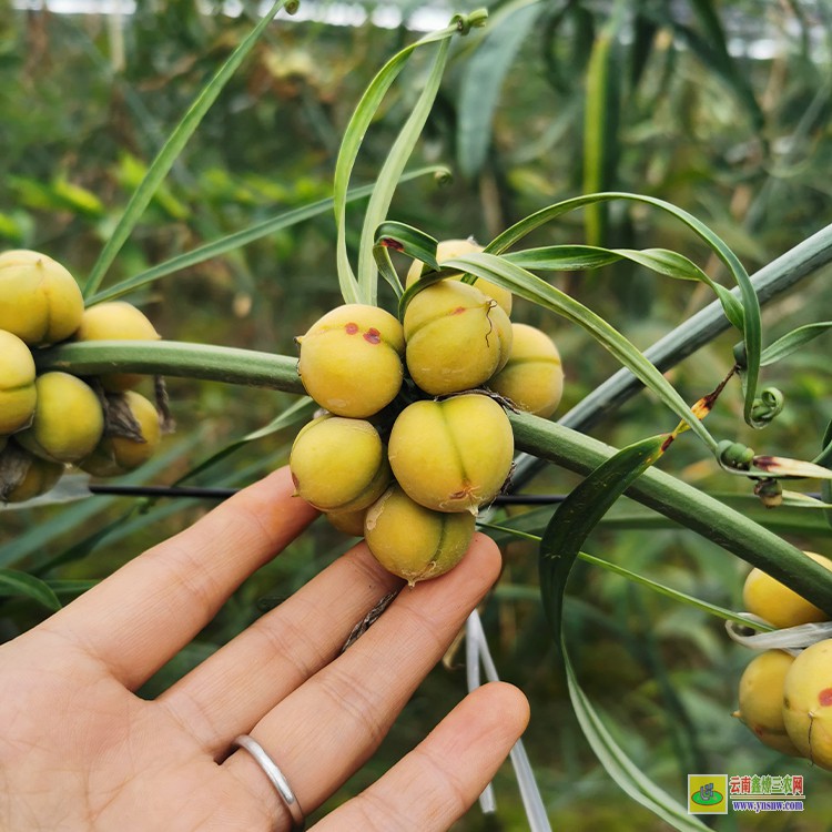 廣元紅花黃精苗圖片 黃精苗的批發 滇紅花黃精苗批發