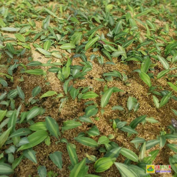 銅仁黃精種小苗 甜黃精苗批發 云南滇黃精種植基地