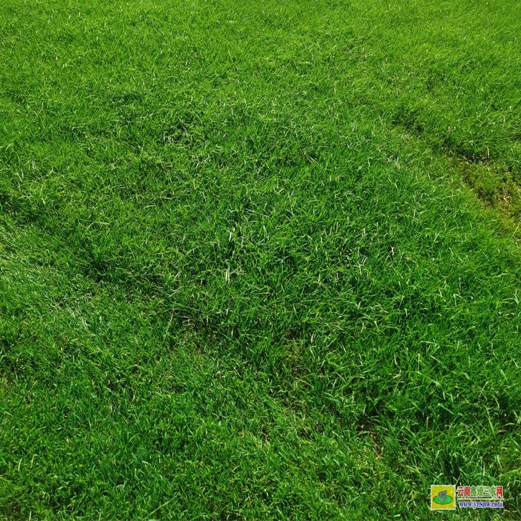 西雙版納人造草坪種子 草坪批發廠家 景觀草坪批發