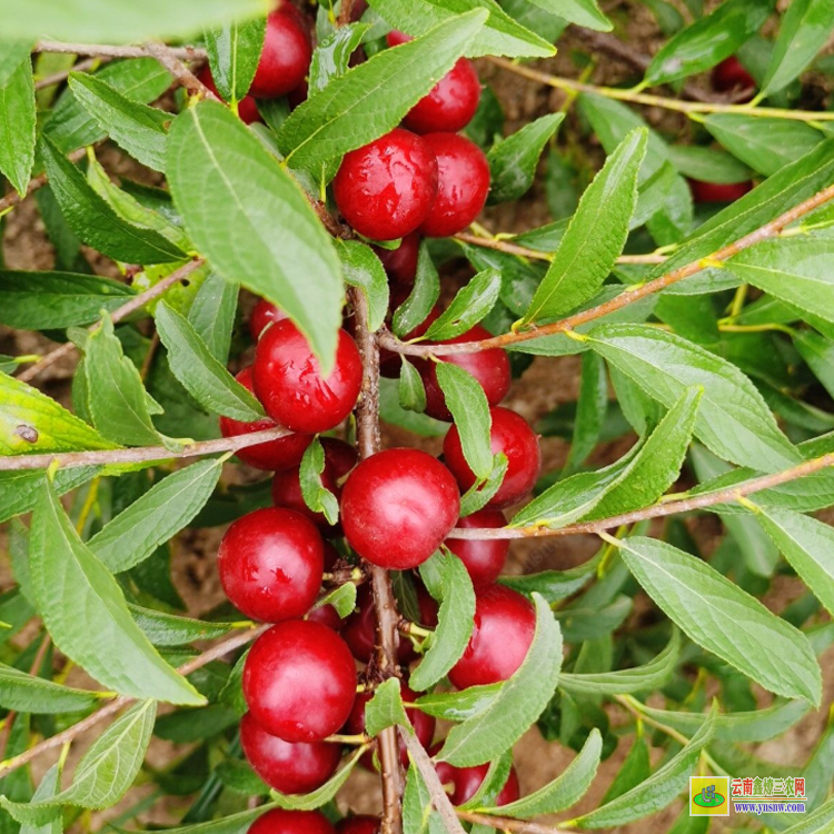 產地鈣果苗 永城2號鈣果苗 中華鈣果苗