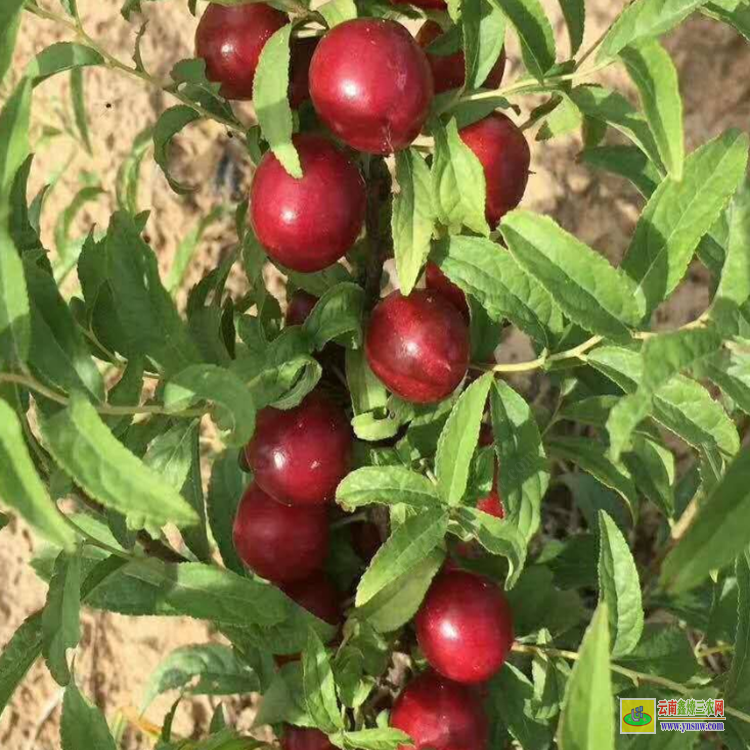 產地鈣果苗 永城2號鈣果苗 中華鈣果苗