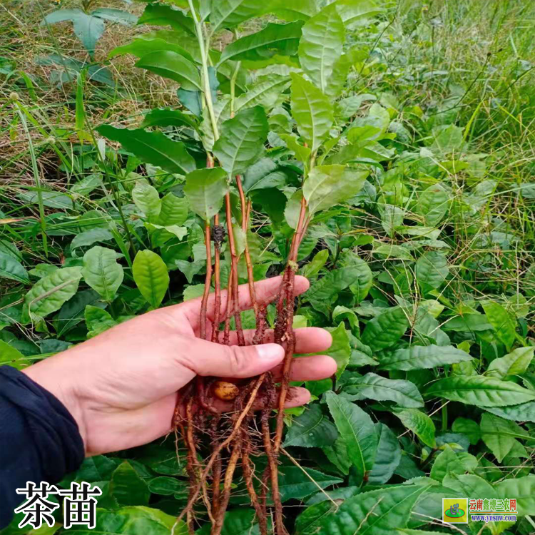 福建茶苗批發四川 高產油茶苗品種滇紅茶苗價格