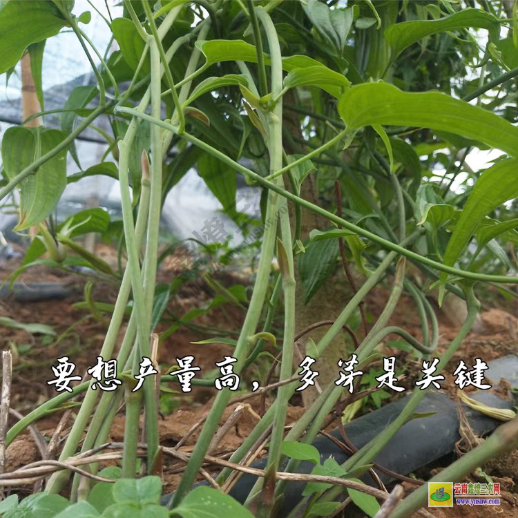 湖北什么藥材好種植利潤高 新鮮百部價格 紅化百部苗