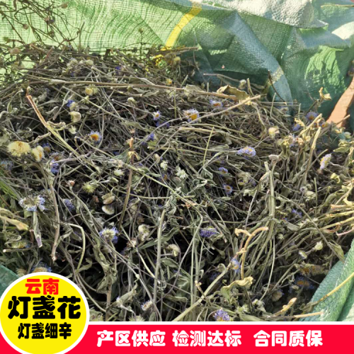 免費提供燈盞花種苗_公司低價提供土地