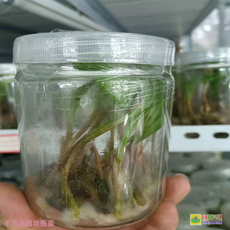 雙江毛慈菇苗價格 毛慈菇苗哪里有賣的 毛慈菇苗子