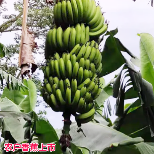 天津地區香蕉價格 四川成都地區香蕉價格