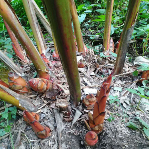 草果種子價格_草果種子價格