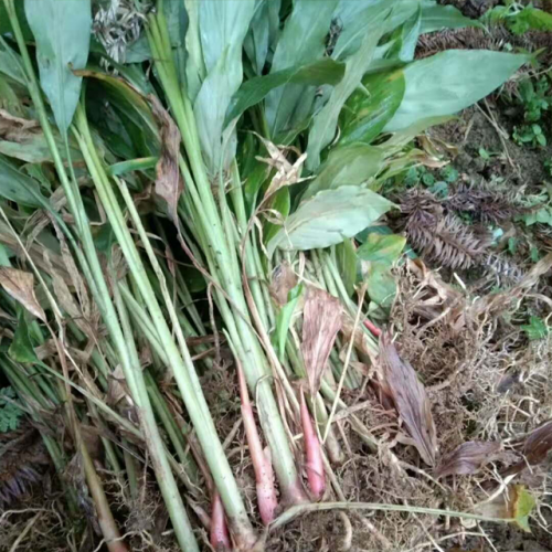 2年生草果苗銷售&云南草果種植哪里多-文山草果苗價格