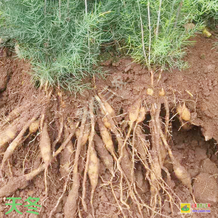 天冬苗種植技術 天冬苗后專用除草劑用什么 天冬苗種植基地