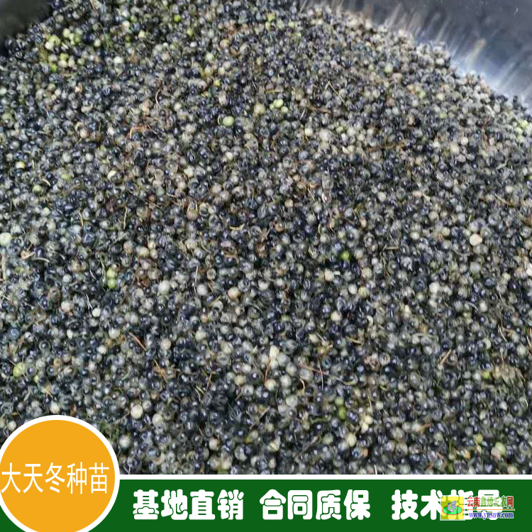 天冬苗多少錢一株 天冬苗要種什么品種好 天冬苗后專用除草劑用什么