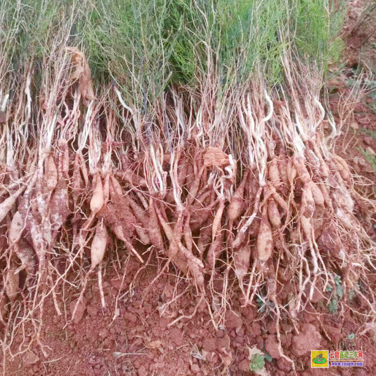 天冬苗多少錢一株 天冬苗要種什么品種好 天冬苗后專用除草劑用什么