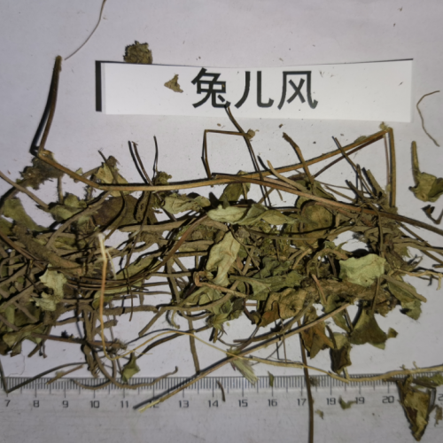 云南兔耳風貨源多多，優質好貨