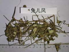 云南兔耳風貨源多多，優質好貨圖2